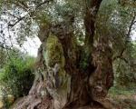 Los olivos más viejos