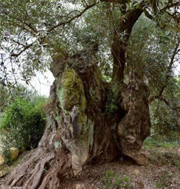 Les oliveres del Montsià, les més velles