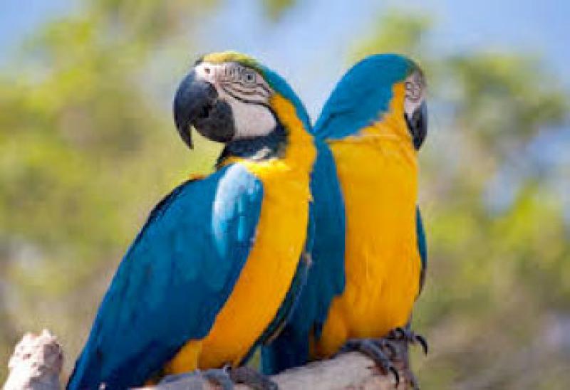 Parrot in the Parque Sam&aacute;