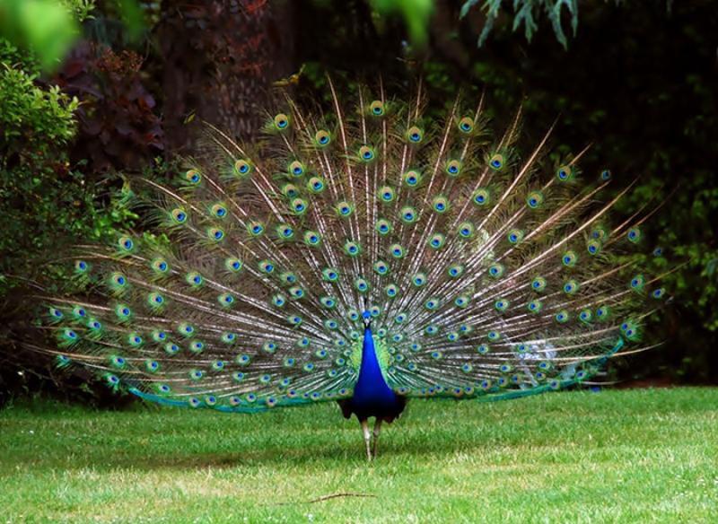 Peacock in the Parc Sam&aacute;