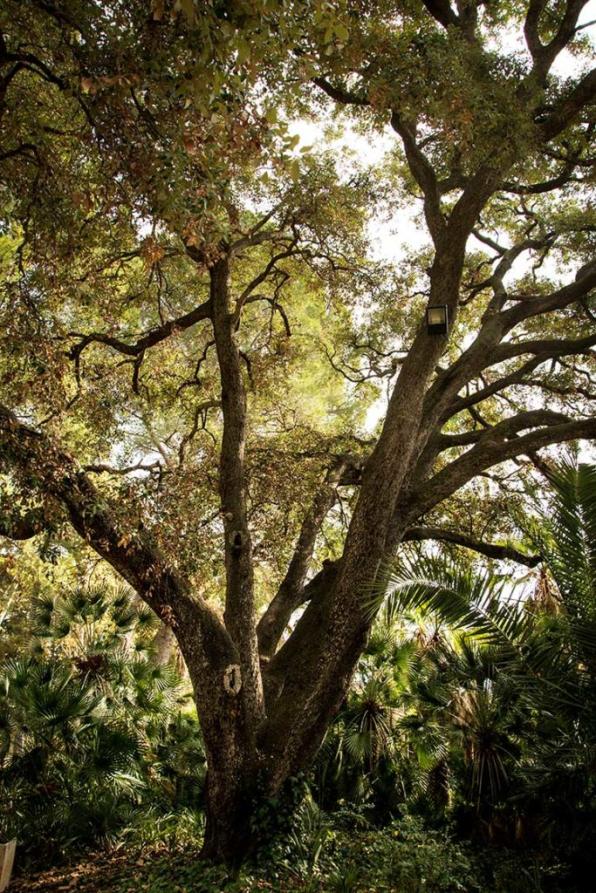 Quercus in the Parque Samá