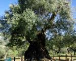 Horta de Sant Joan: Lo Parot, the oldest olive tree