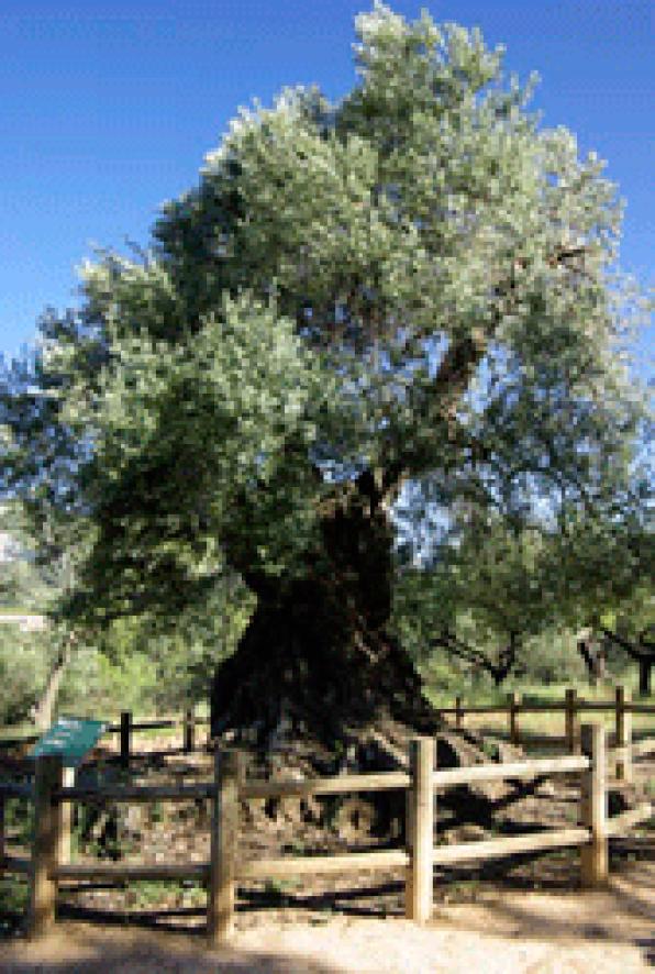 Horta de Sant Joan: Lo Parot, el olivo más viejo
