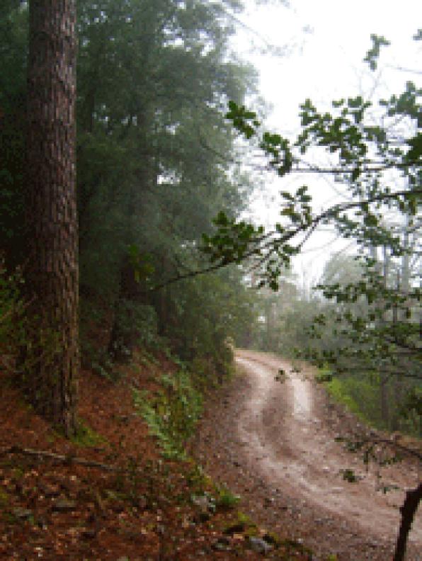 Bosque de Poblet