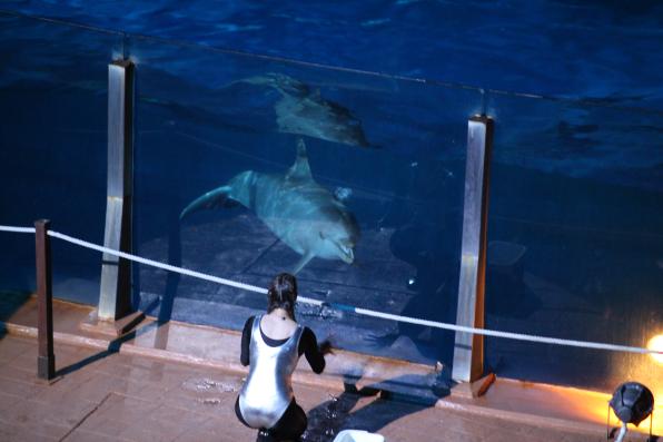 Un dels dofins de l'espectacle Nocturnia de l'Aquopolis de cara.