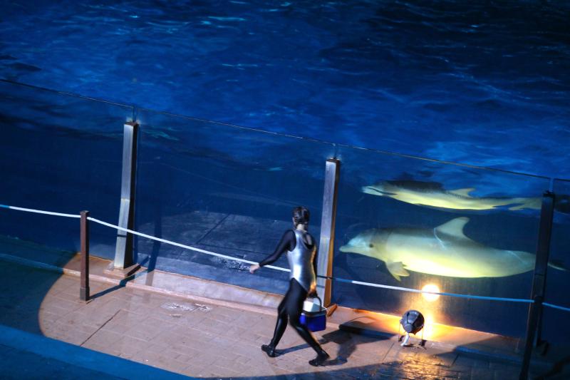Uno de los delfines del espect&aacute;culo Nocturnia del Aquopolis.