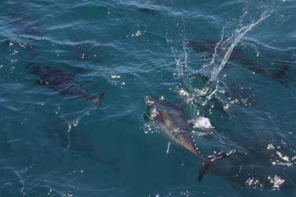 Bañarse entre atunes en Ametlla de Mar con Bafegó Tuna Tour Experience