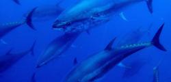 Tuna Tour Experience or bathe between tuna in Ametlla de Mar