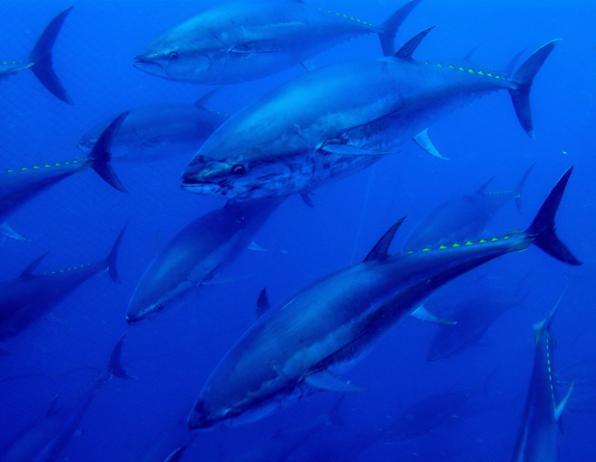 Experience Tuna Tour to bathe between tuna in the Ametlla de Mar 