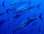 Experiència Tuna Tour a Ametlla de Mar per banyar-se entre tonyines