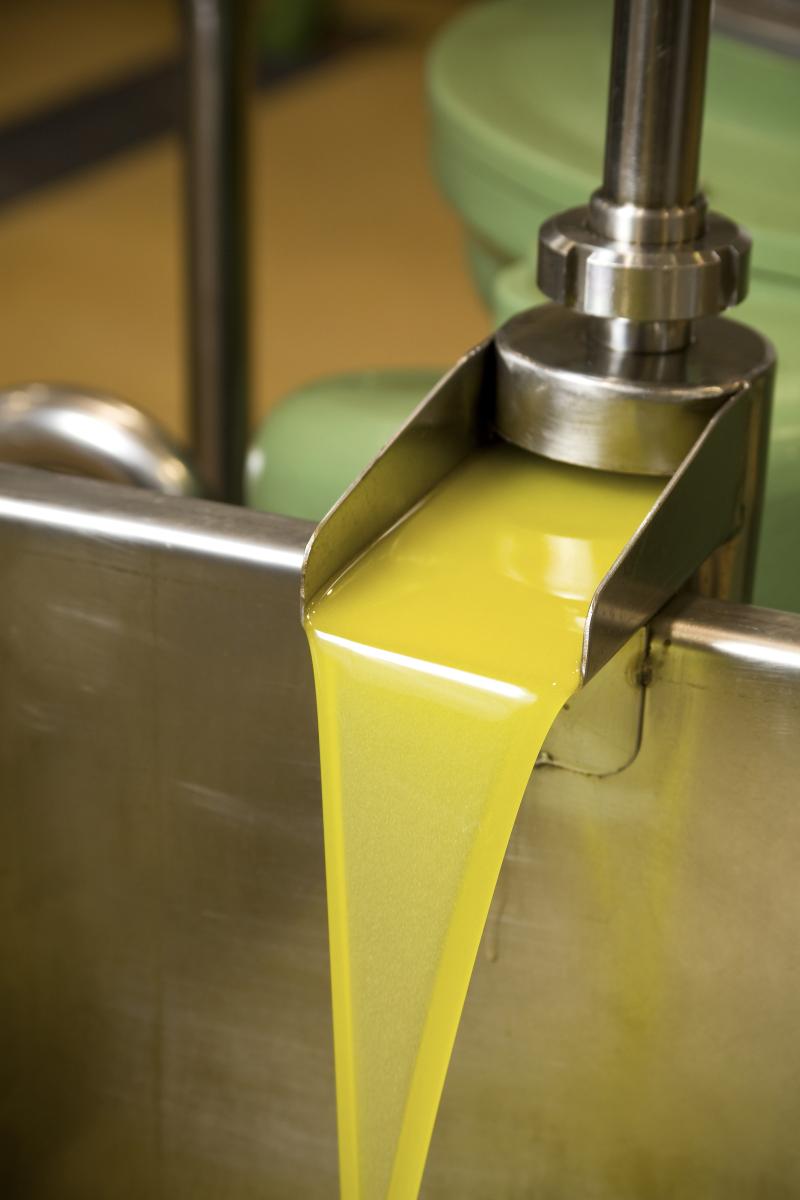 La cooperativa preveu m&eacute;s de 700.000 litres d’oli d’oliva verge