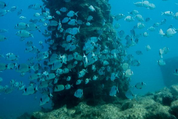 Biotope installed off the beaches of Salou and Torredembarra