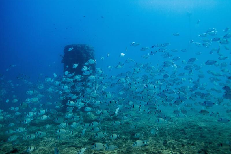  Flora i fauna marina al voltant de les boies ecol&ograve;giques