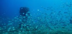 Boies ecològiques a les platges de la Costa Daurada