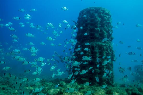 Imagen de la flora y la fauna marina alrededor de un biotopo