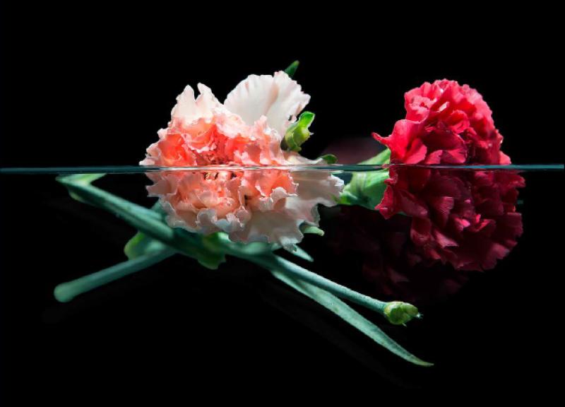 Una de les imatges de l'exposici&oacute; "Natures Intemporals"