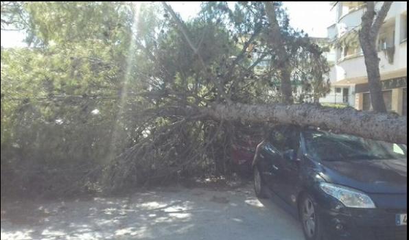 Un árbol de grandes dimensiones cayó sobre tres coches en Salou.