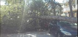 Winds of 145 km / h. cause fall of trees in Salou