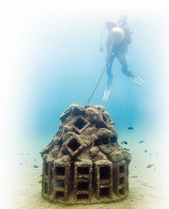 Imatge submarina d'un dels biòtops finançats per Repsol