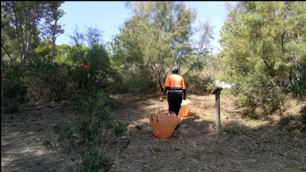 Los trabajos de limpieza del sotobosque se realizan periódicamente