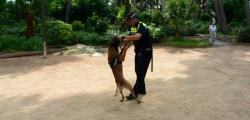 Salou improves safety in summer with the canine unit