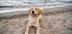 Space for dogs on Ponent beach in Salou