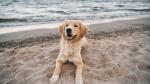 Dog on the beach in Salou. Provided