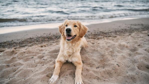 Dog on the beach in Salou. Provided