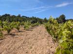 Vi&ntilde;as plantadas en Salou 