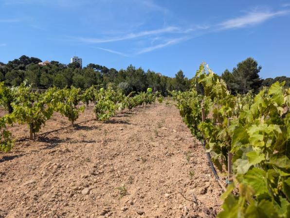 Vi&ntilde;as plantadas en Salou 