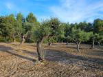 Olive trees of the Duna Gran Forest and the Pla del Maset