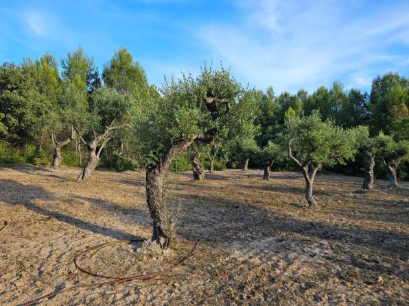 Olivos del Bosque de la Duna Grande y el Pla del Maset