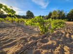 Pla del Maset Vineyards