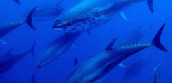 Banyar-se entre tonyines amb Tuna-Tour