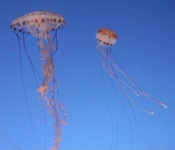 Catalunya banks will satellite jellyfish to avoid arriving on the beaches