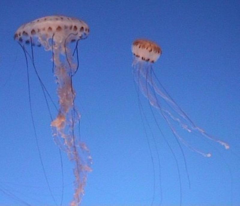 Catalunya seguir&agrave; els bancs de meduses via sat&egrave;l&middot;lit per evitar que arribin a les platges