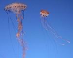 Catalunya seguirá vía satélite los bancos de medusas para evitar que lleguen a las playas