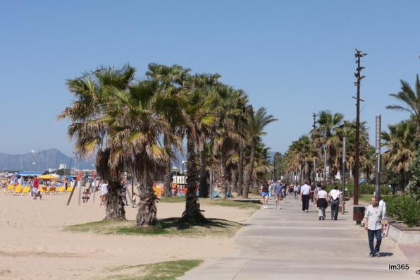 Trabajos de poda y acondicionamiento de las mil palmeras de Salou