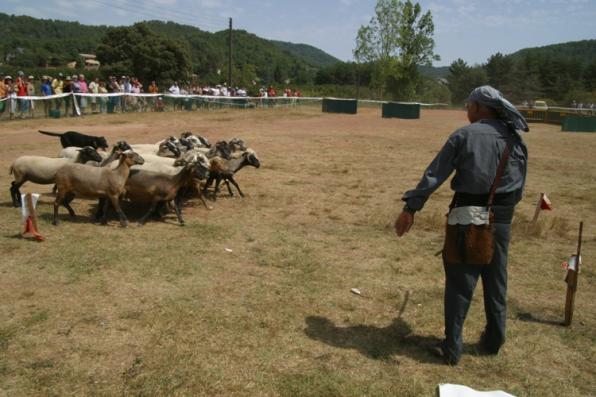 El Concurso Internacional de Habilidad de Perros Pastores de Prades será el 2 de agosto