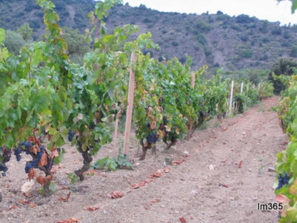 The DO Priorat, Montsant and Terra Alta advancing the harvest due to heat