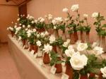Everything ready for the 16th contest of the Roses Vendrell